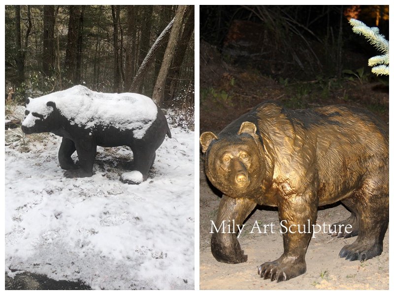 American bronze bear feedback